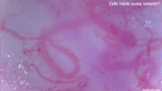 Cellules se déplaçant à l’intérieur des vaisseaux de la chatte !