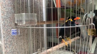 A talking bird in Vietnamese