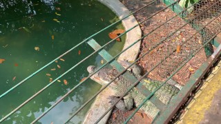 Crocodiles of Saigon