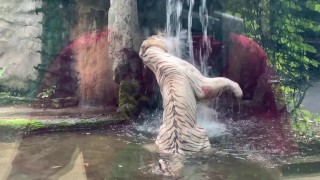 How i want to the zoo in Vitnam