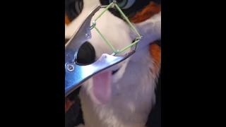 Elastrátor hrát s @AngryBarks dobrými chlapci se vykastrují!