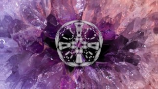 HvnterLIVE | Petit teaser