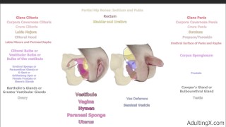 Anatomie féminine et homologie
