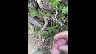 在我徒步旅行时，在一棵树上喷出一大堆精液。